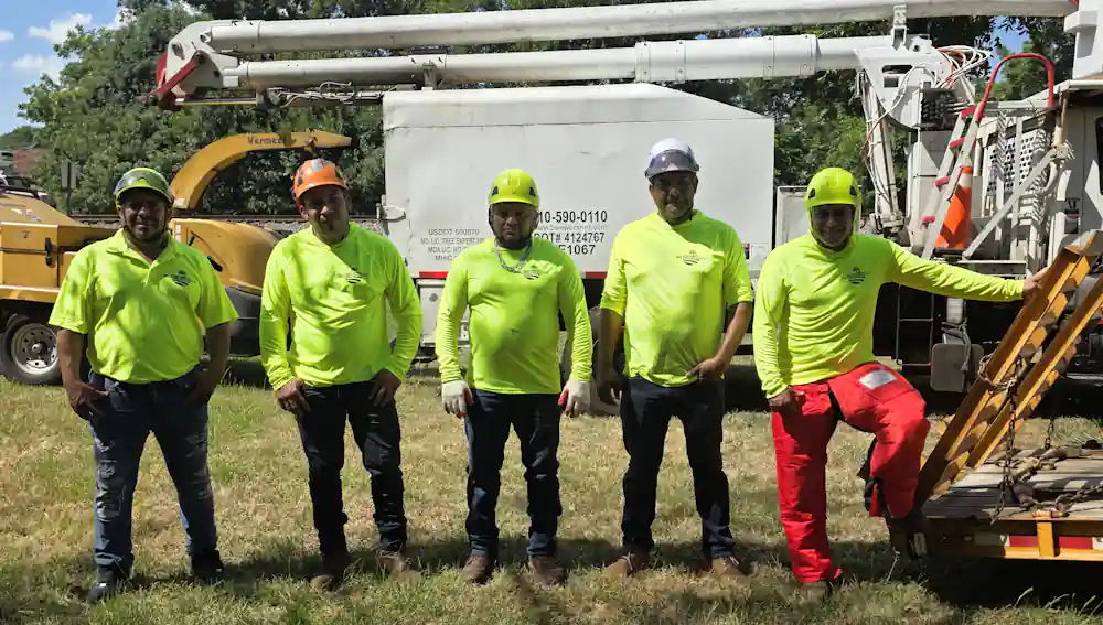 Tree Services and Affordable Tree Tremoval A-Team in Union